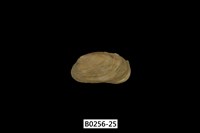 藏品(紫斑船蛤)的圖片